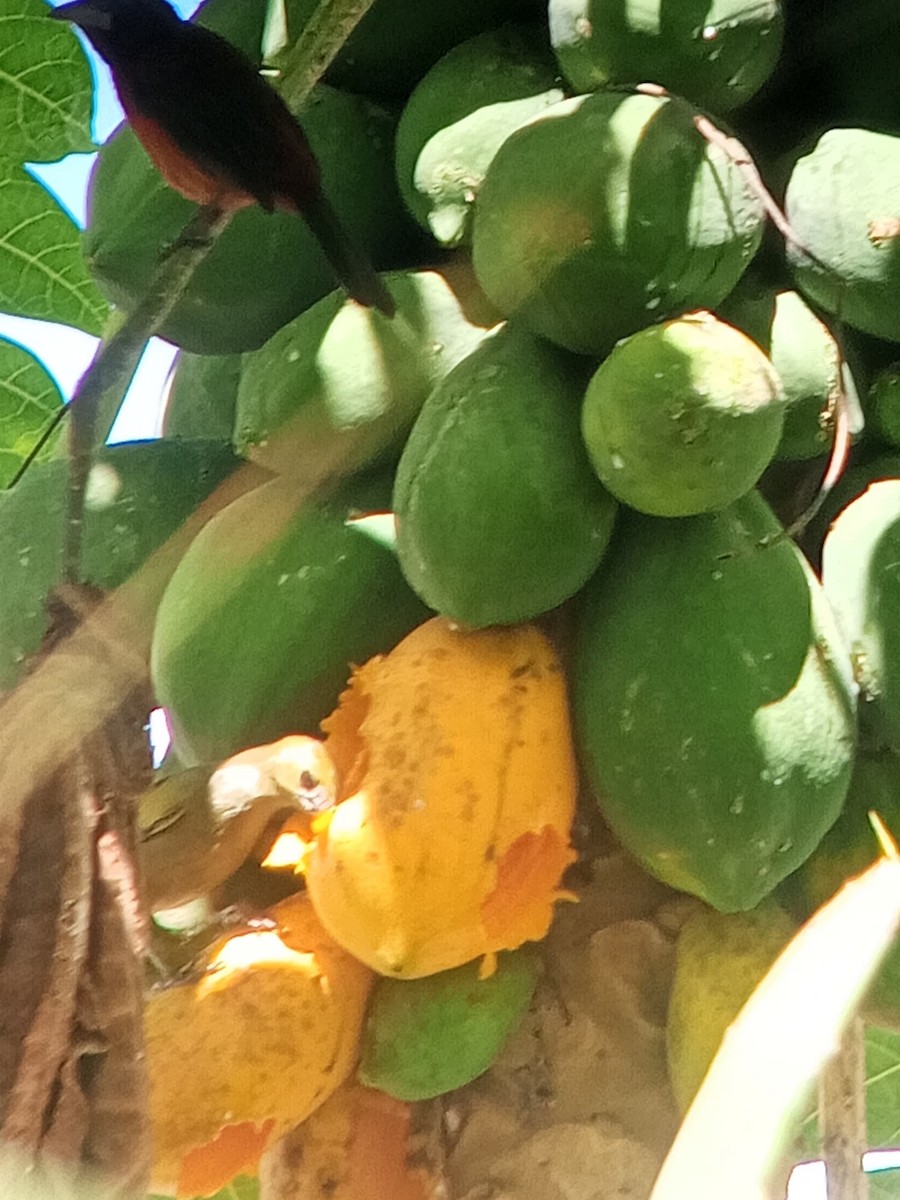 Palm Tanager - ML646603892