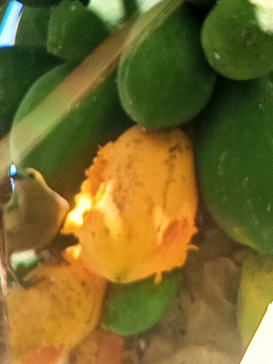 Palm Tanager - ML646603893