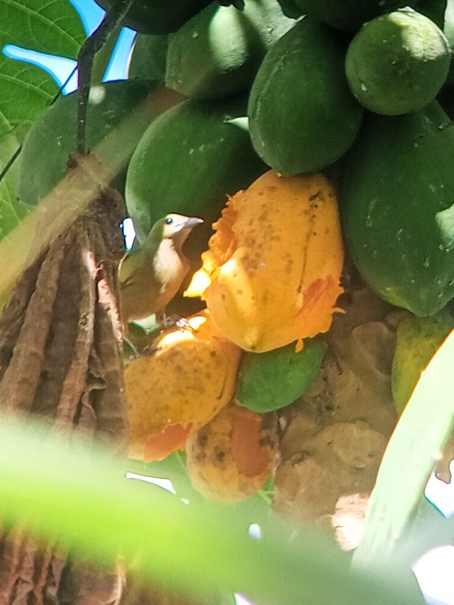 Palm Tanager - ML646603894