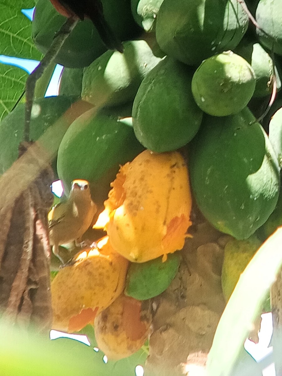 Palm Tanager - ML646603895