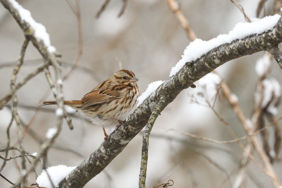 Song Sparrow - ML646603896