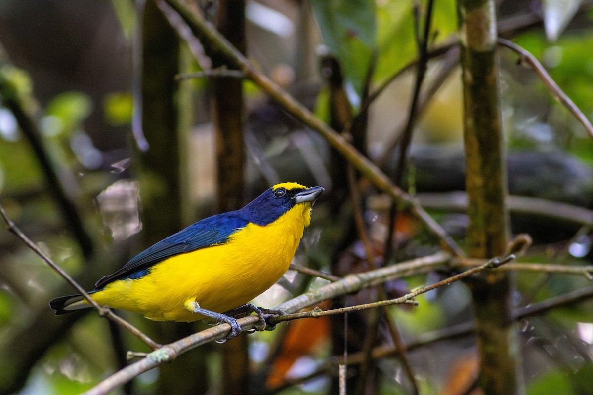 Thick-billed Euphonia (Black-tailed) - ML646603898