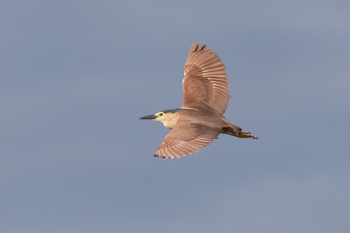 Nankeen Night Heron - ML646603899