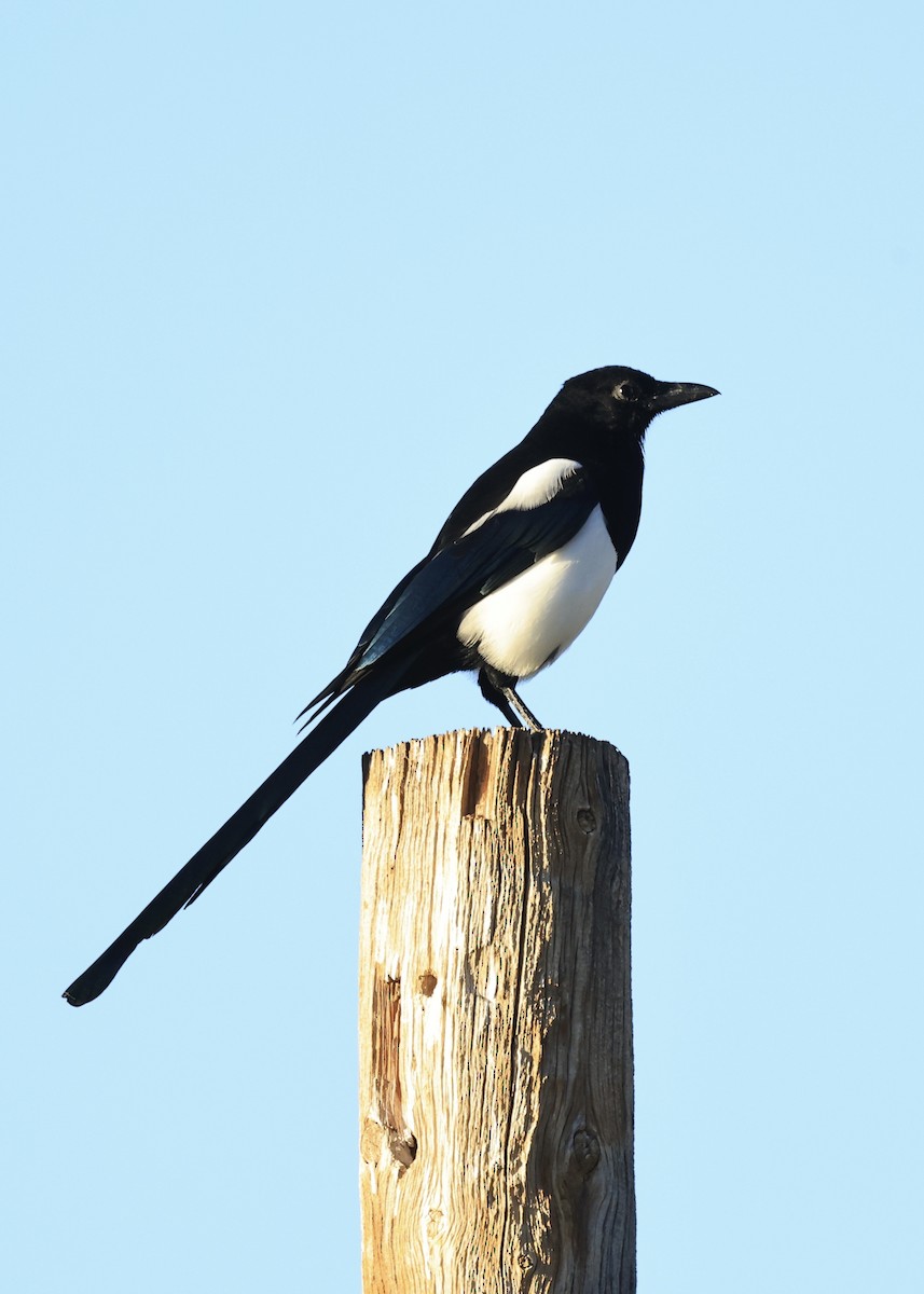 straka americká - ML646603901