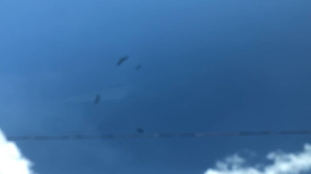 Magnificent Frigatebird - ML646603902