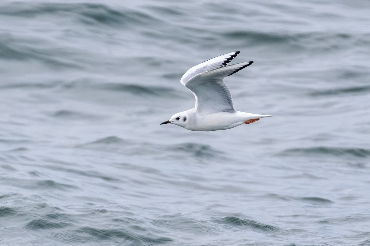 racek Bonapartův - ML646603903