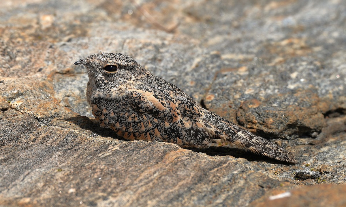 Pygmy Nightjar - ML646603906