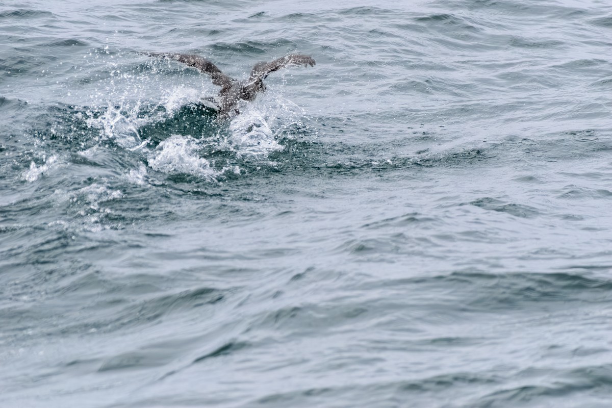 potáplice lední - ML646603909