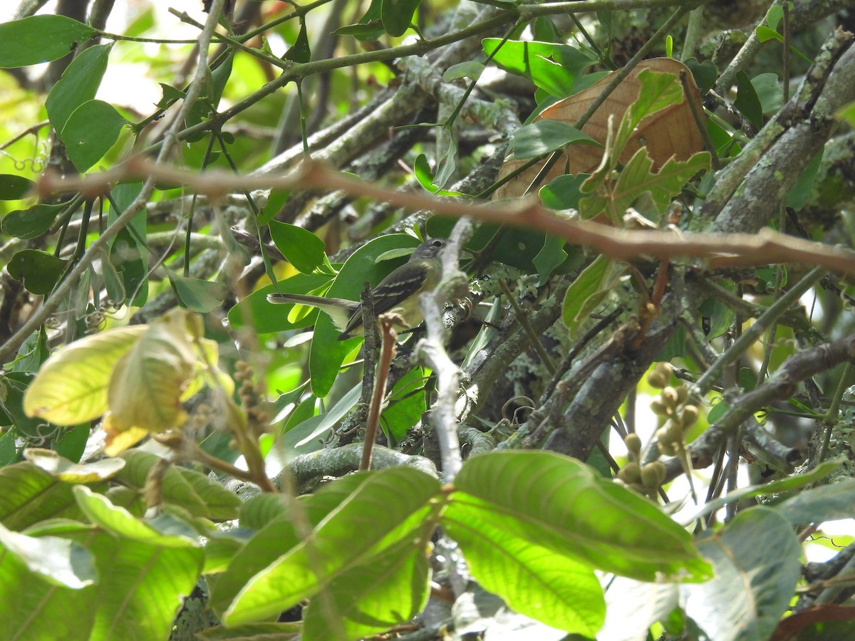 Southern Beardless-Tyrannulet - ML646603910