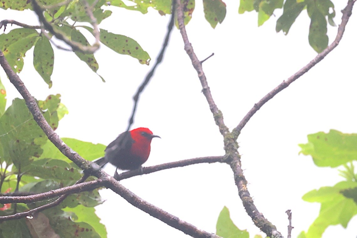 Mielero Cardenal - ML646603912