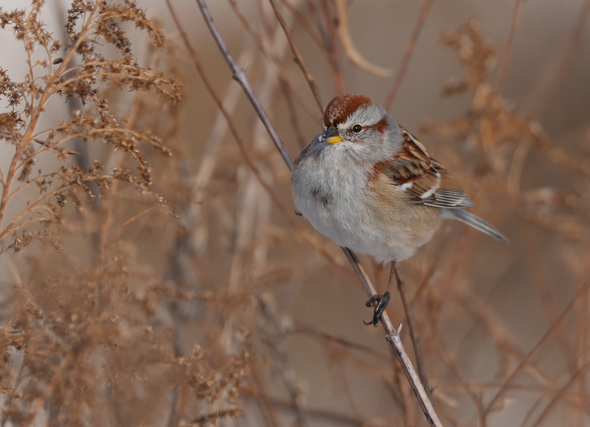 Пасовник північний - ML646603913