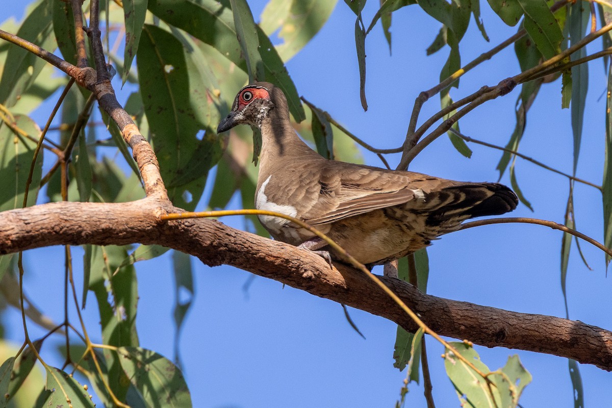 Partridge Pigeon - ML646603914