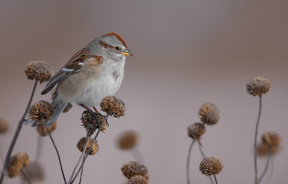 Пасовник північний - ML646603915