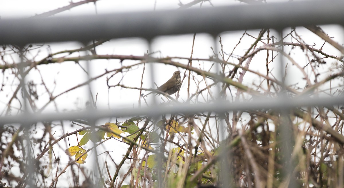 Hermit Thrush - ML646603917