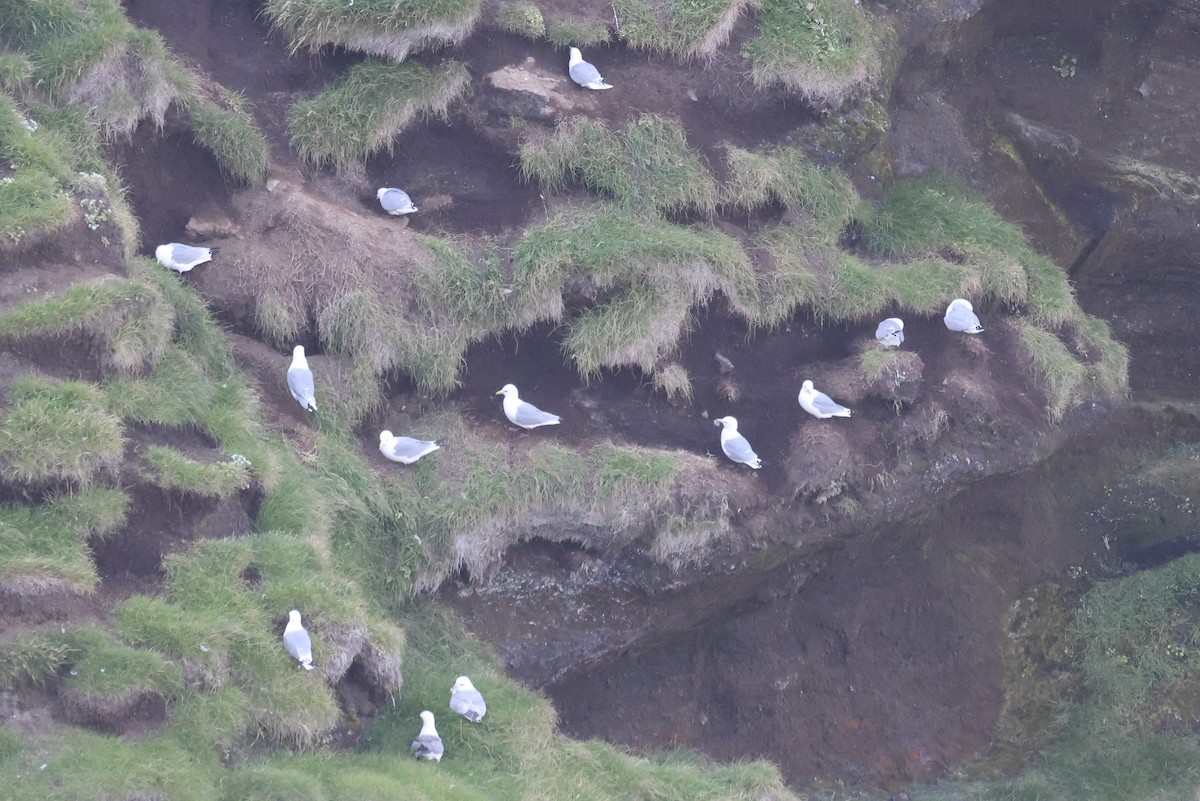 ריסה שחורת-רגל - ML646603918