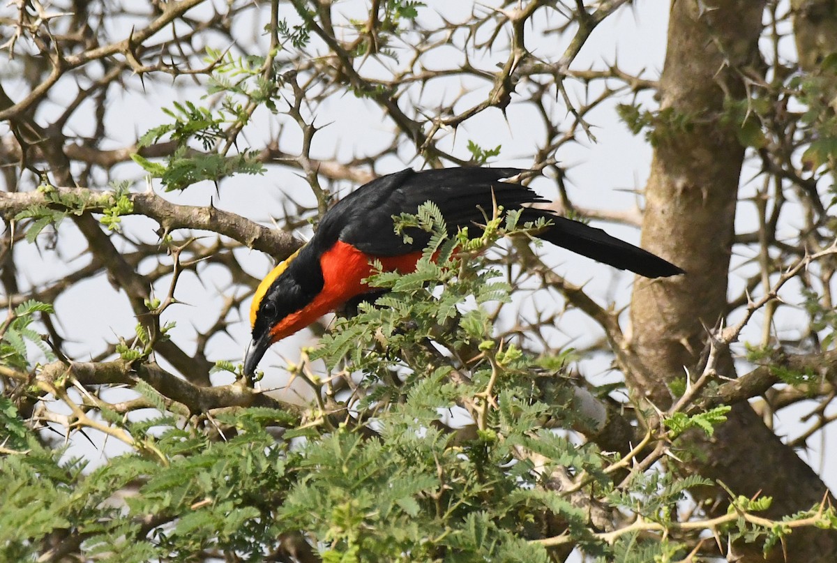 Yellow-crowned Gonolek - ML646603919