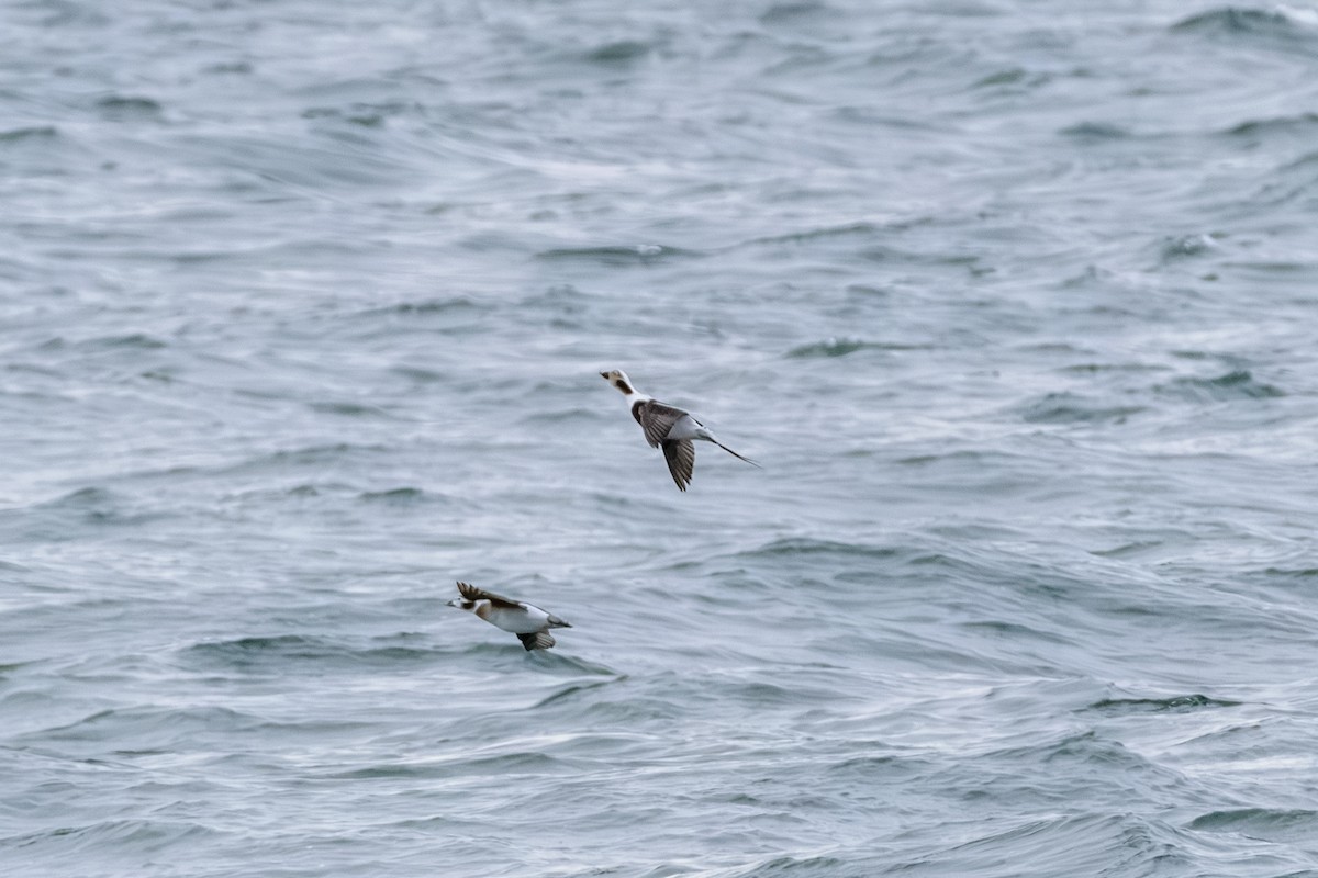 hoholka lední - ML646603921