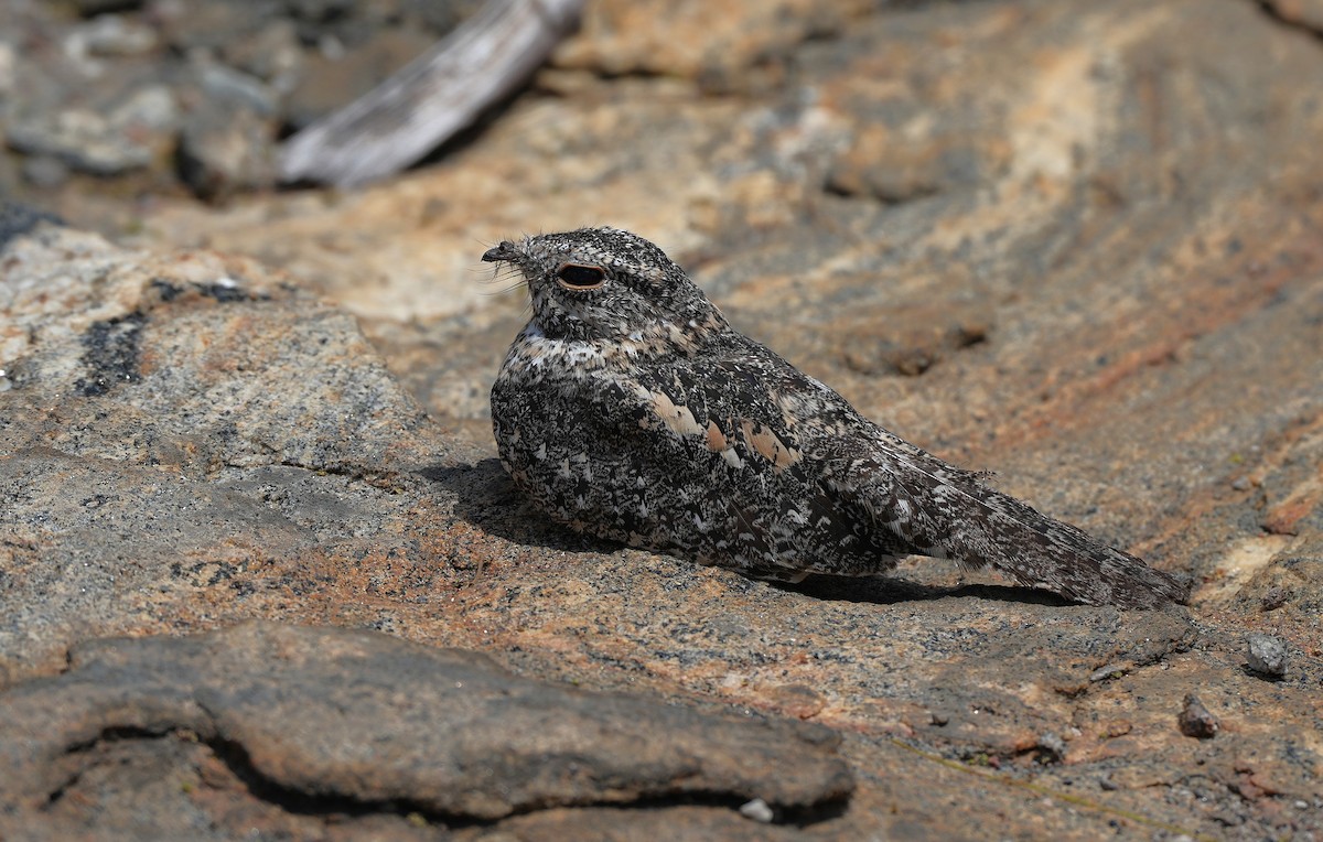 Pygmy Nightjar - ML646603922