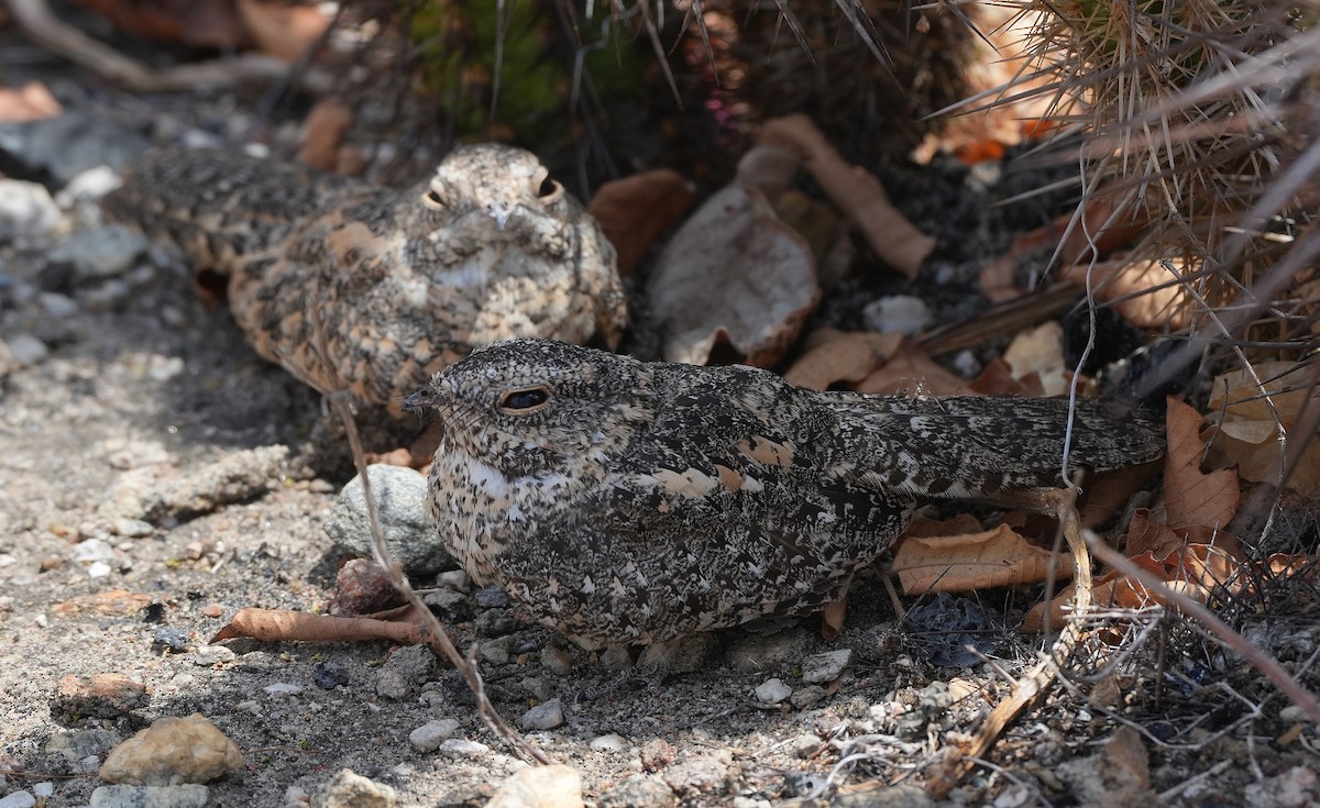 Pygmy Nightjar - ML646603923