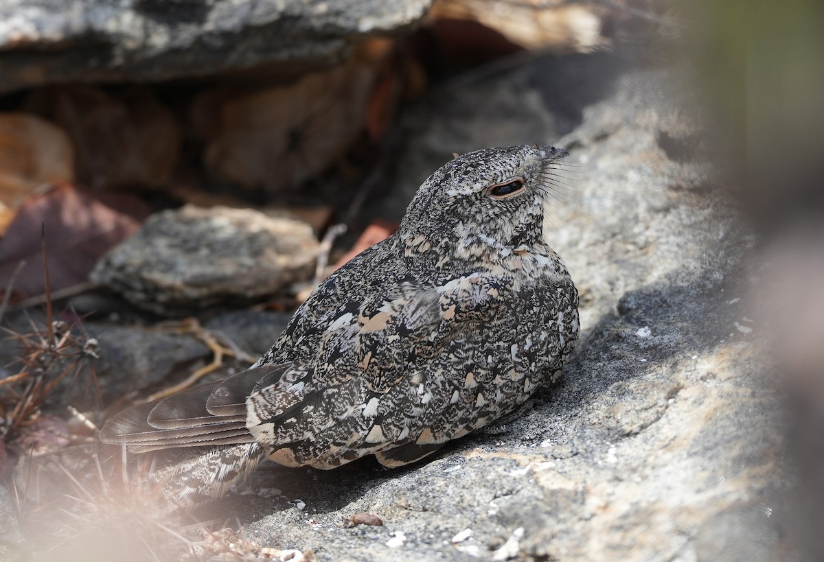 Pygmy Nightjar - ML646603924