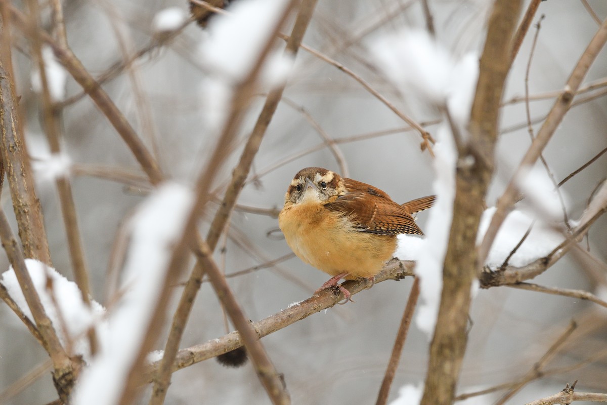 Carolina Wren - ML646603925