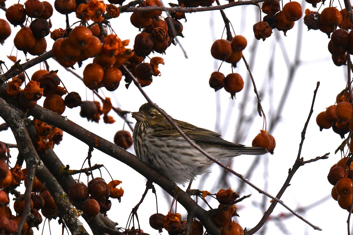 Cassin's Finch - ML646603927