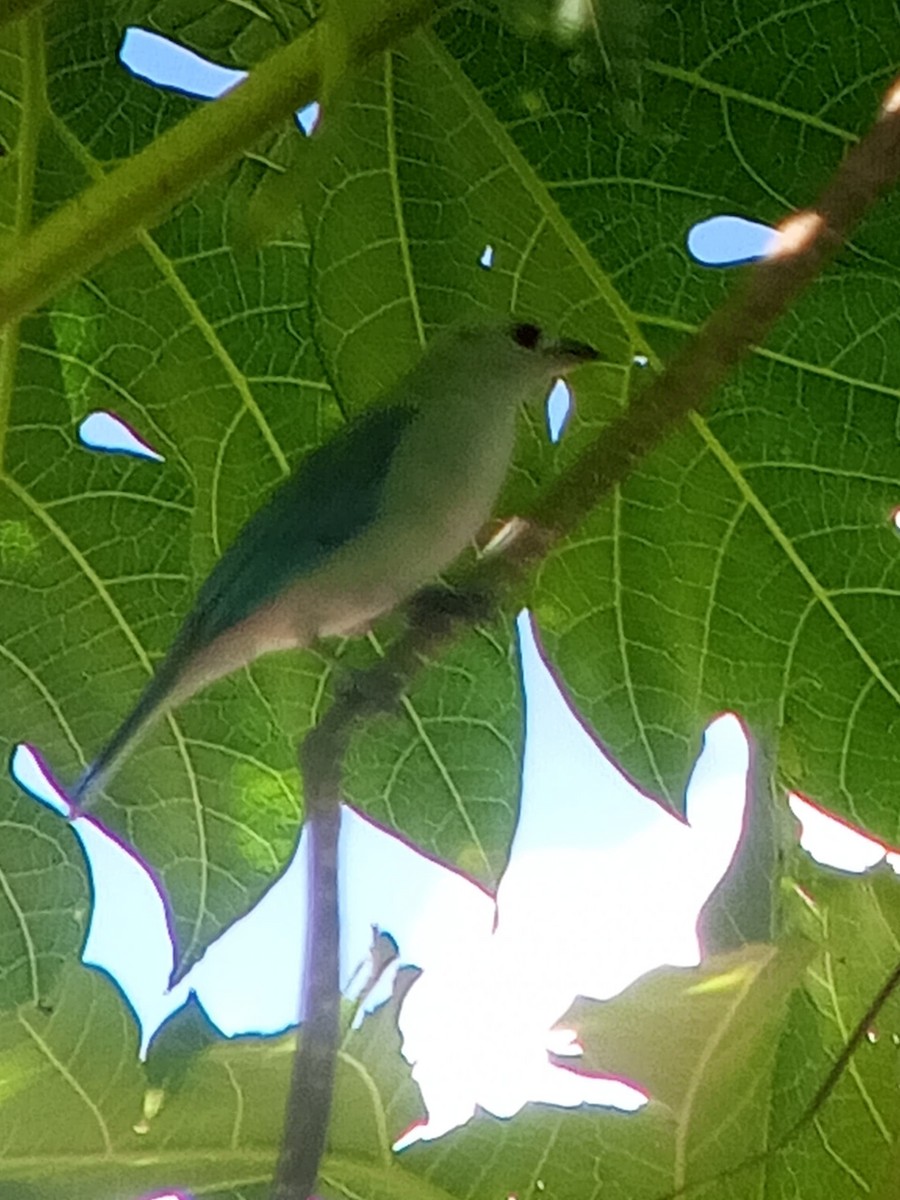 Blue-gray Tanager - ML646603930