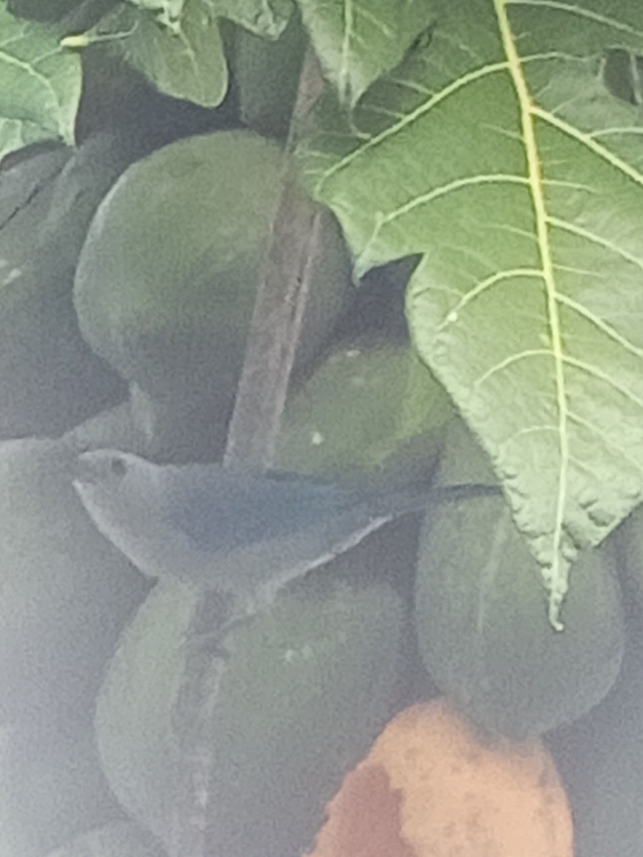 Blue-gray Tanager - ML646603931