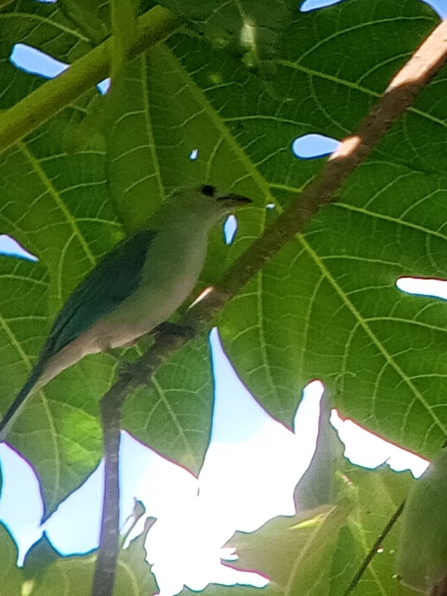 Blue-gray Tanager - ML646603932