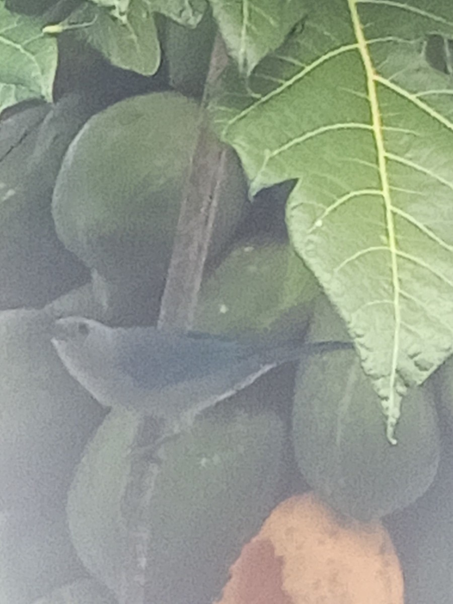 Blue-gray Tanager - ML646603933