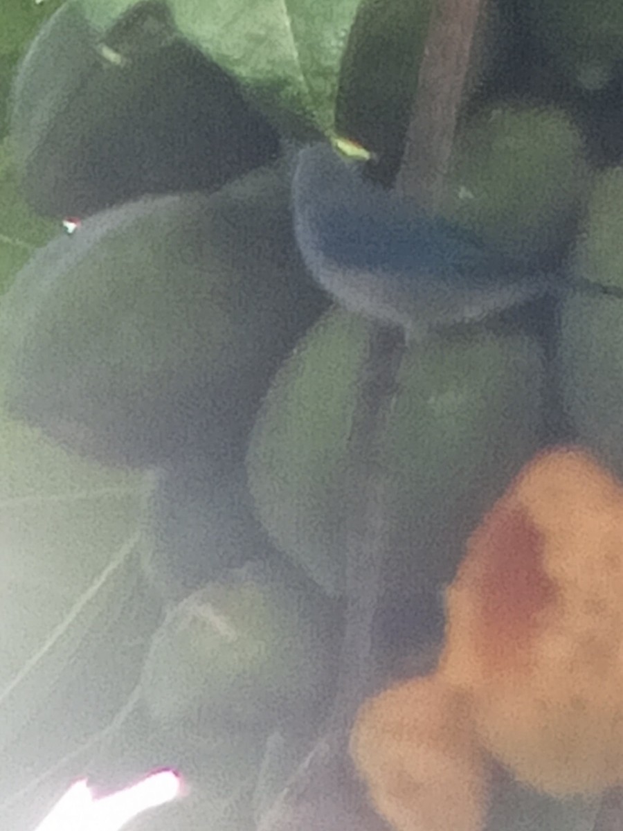 Blue-gray Tanager - ML646603934