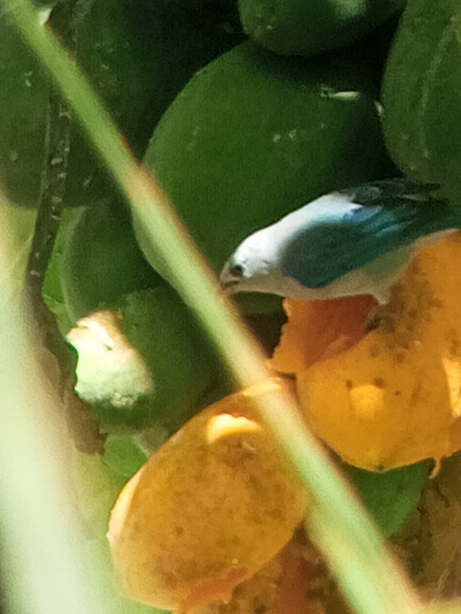 Blue-gray Tanager - ML646603935