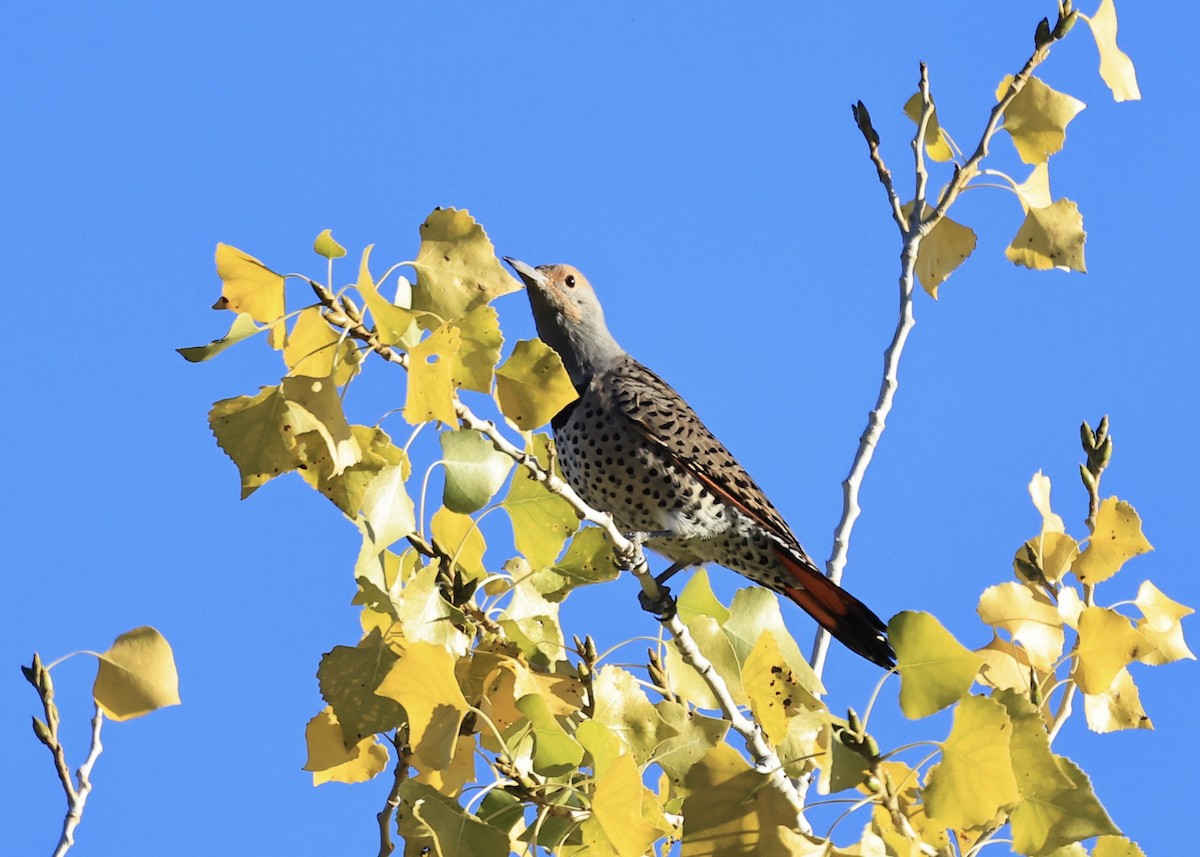 Northern Flicker (Red-shafted) - ML646603937