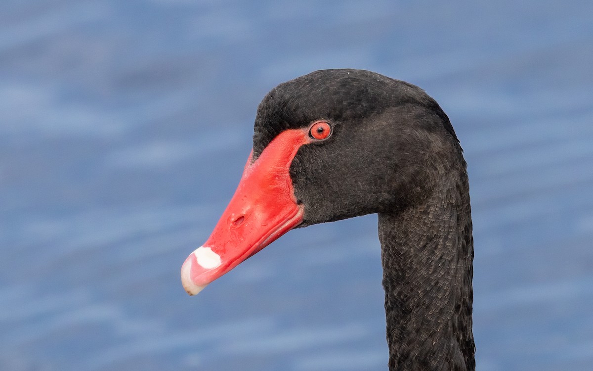 Cigno nero - ML646603938