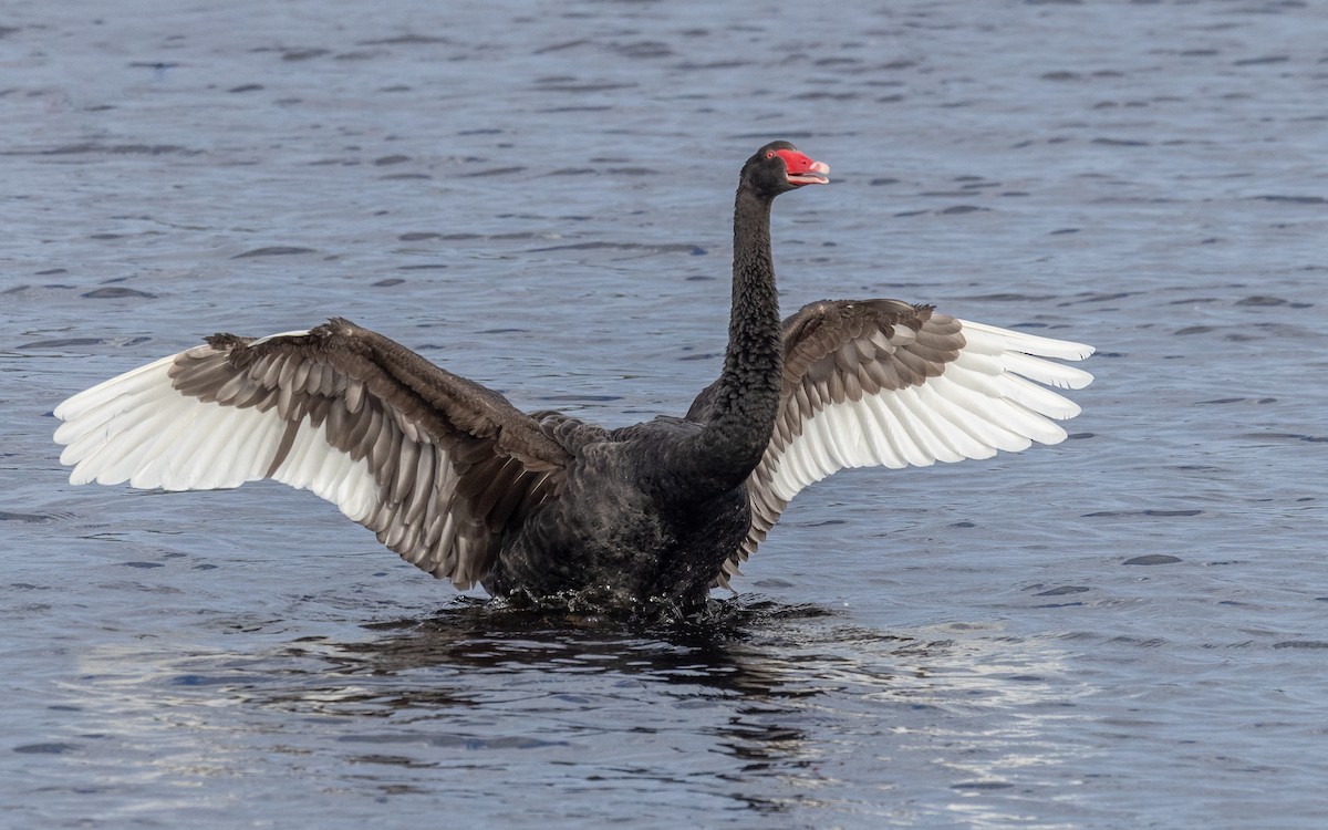 Cigno nero - ML646603939