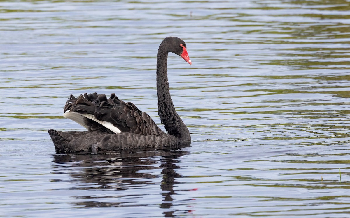 Cigno nero - ML646603940