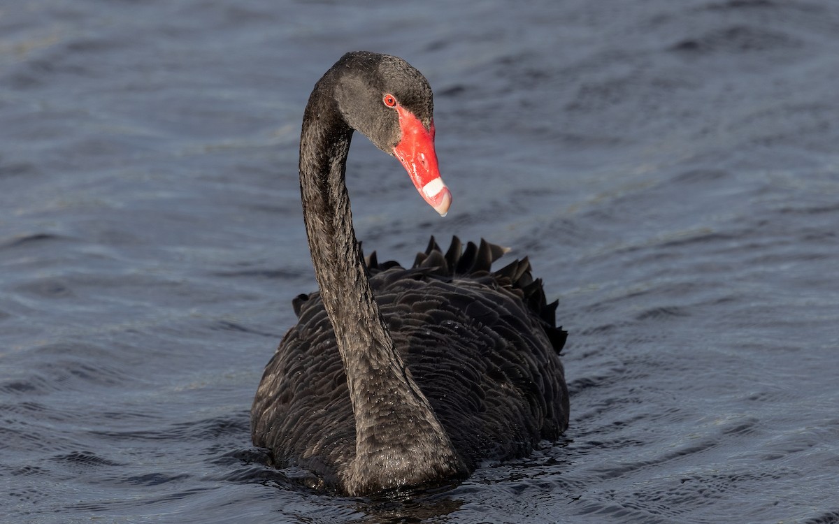 Cigno nero - ML646603941