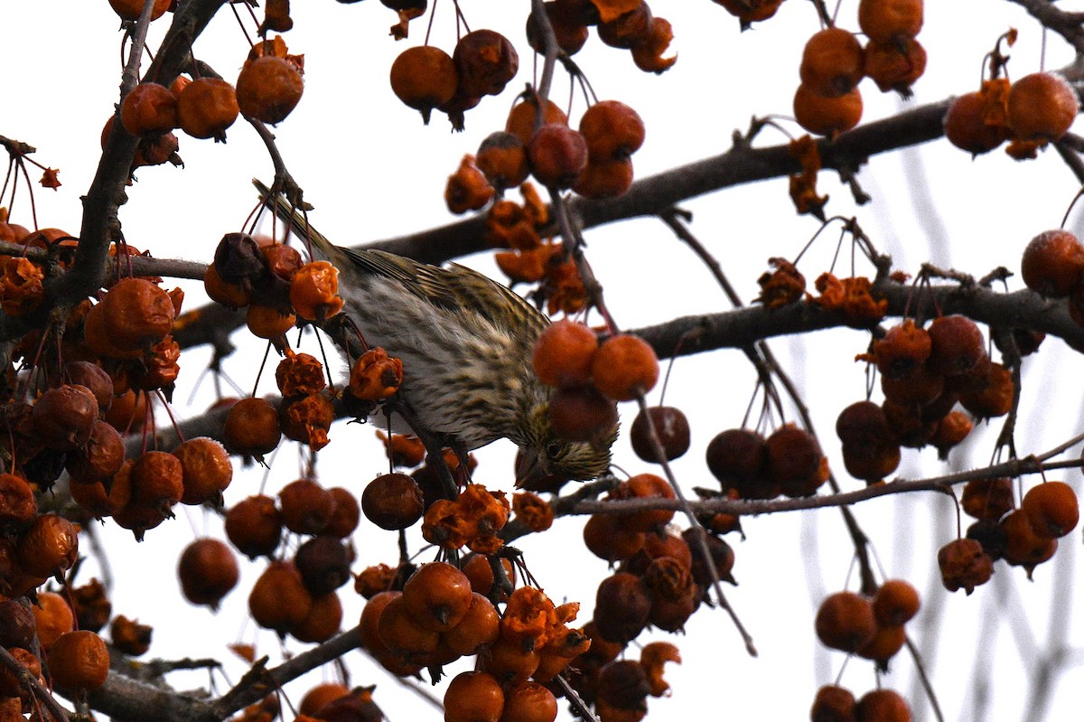 Cassin's Finch - ML646603942