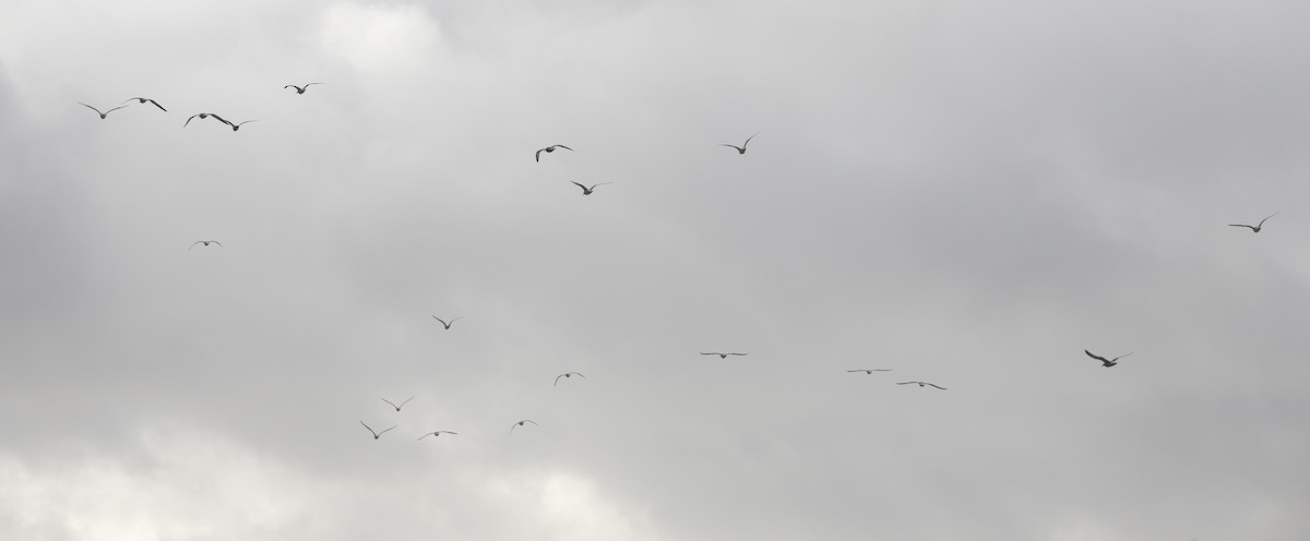 gull sp. - ML646603948