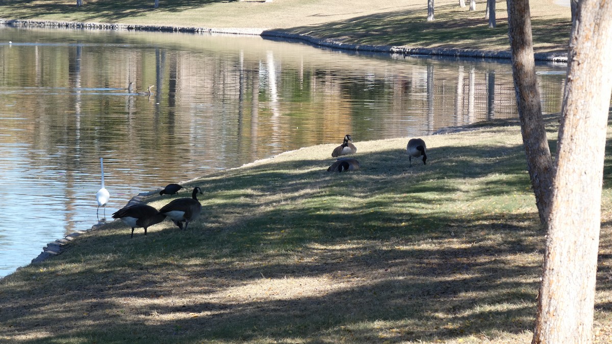 Barnacla Canadiense Grande - ML646603949