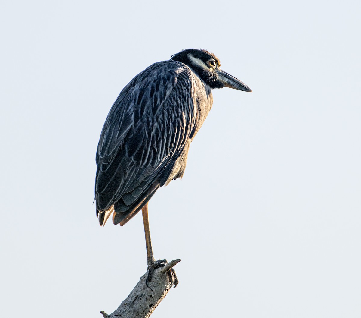 Yellow-crowned Night Heron - ML646603952