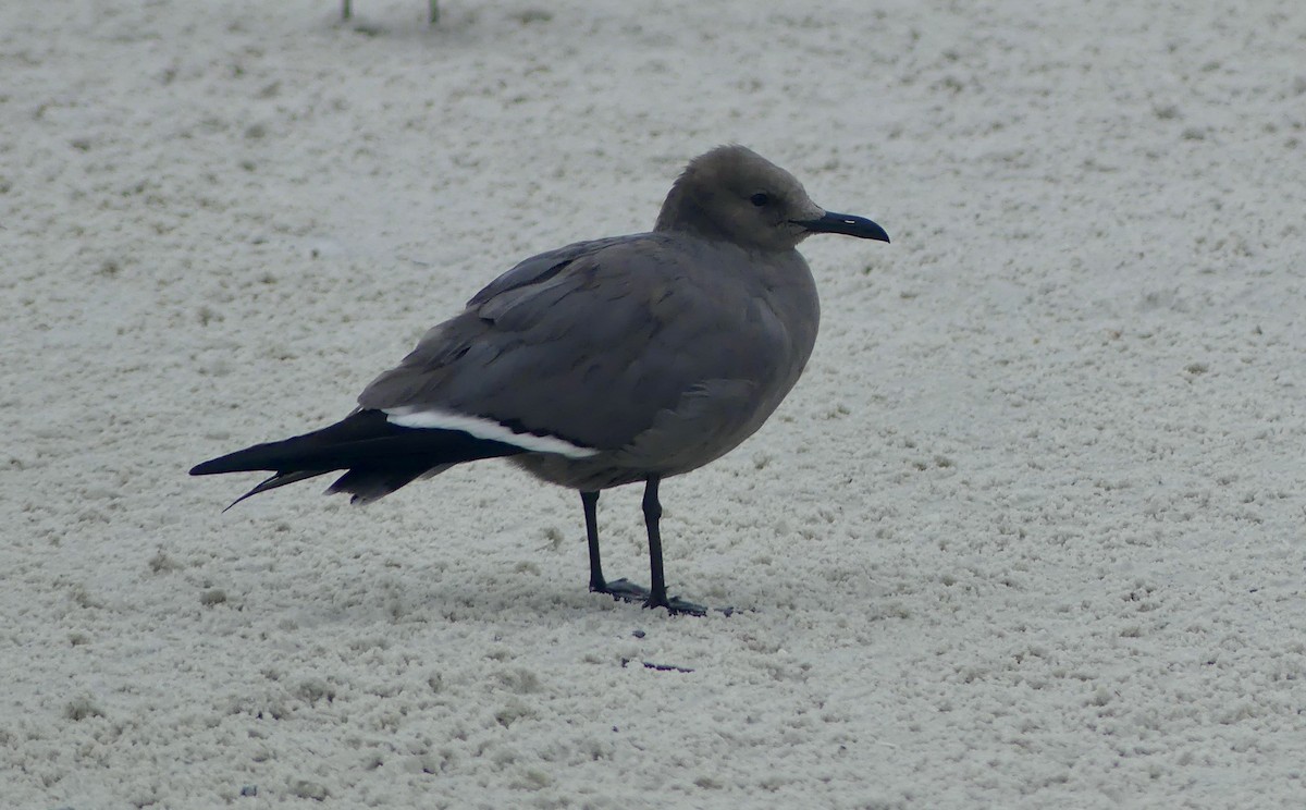 Мартин сірий - ML646603954