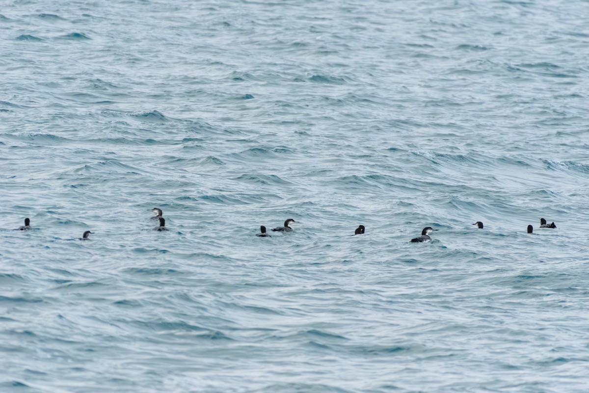 potáplice lední - ML646603957