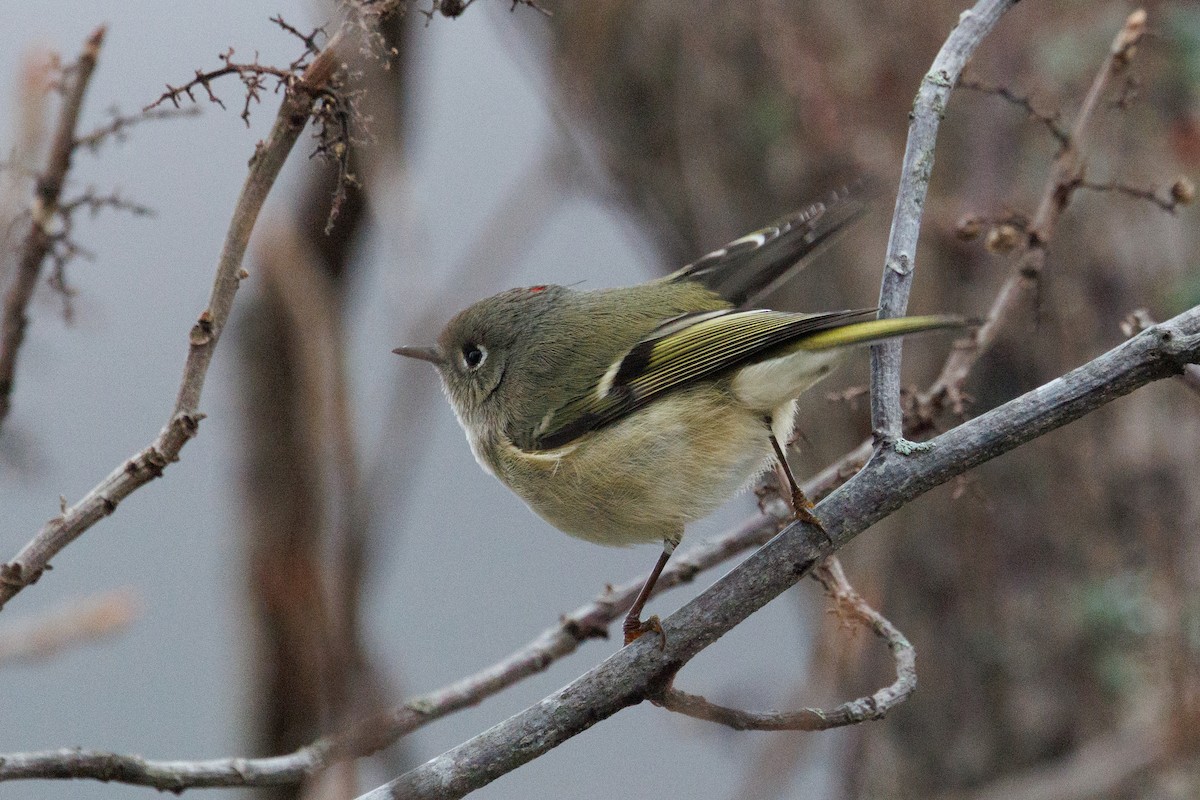 králíček americký - ML646603958