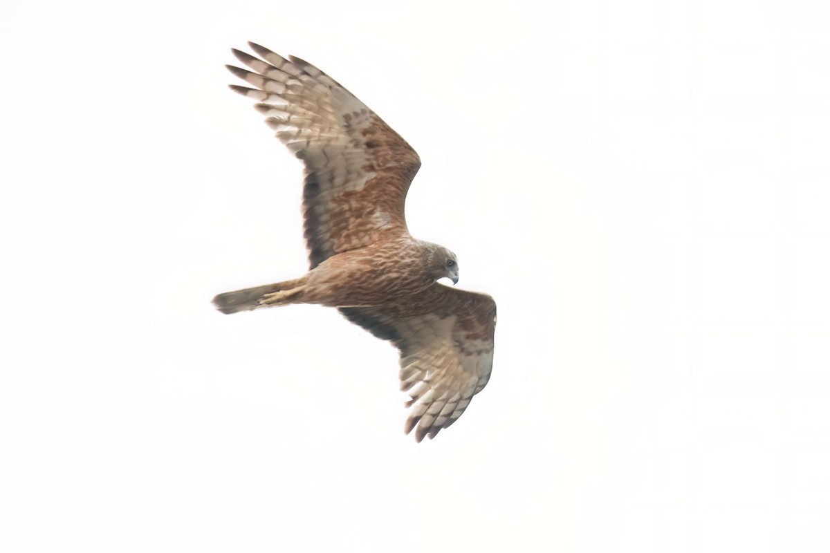 Swamp Harrier - ML646603963