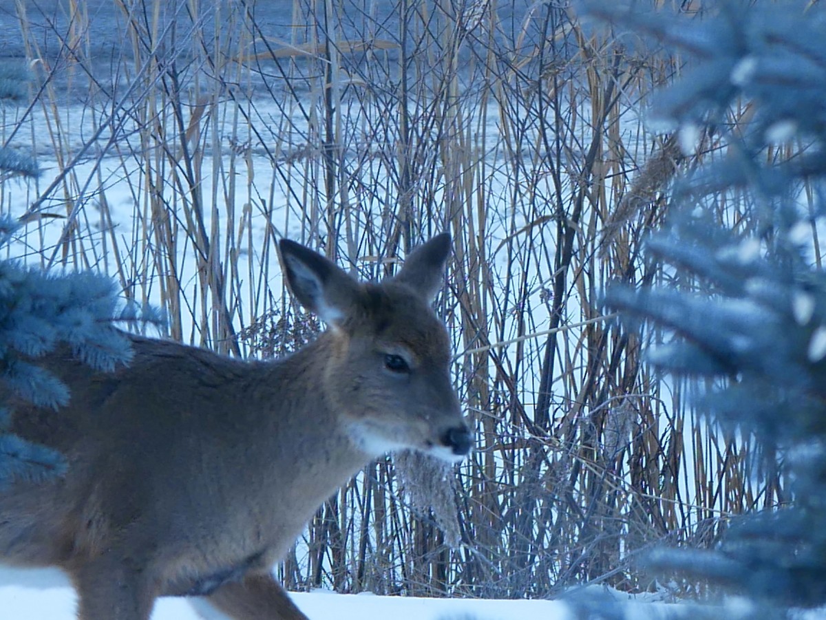 Animals - ML646603965