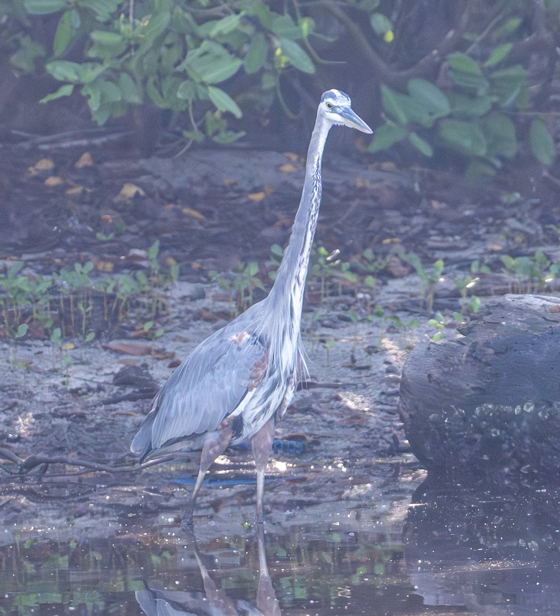 Great Blue Heron - ML646603966