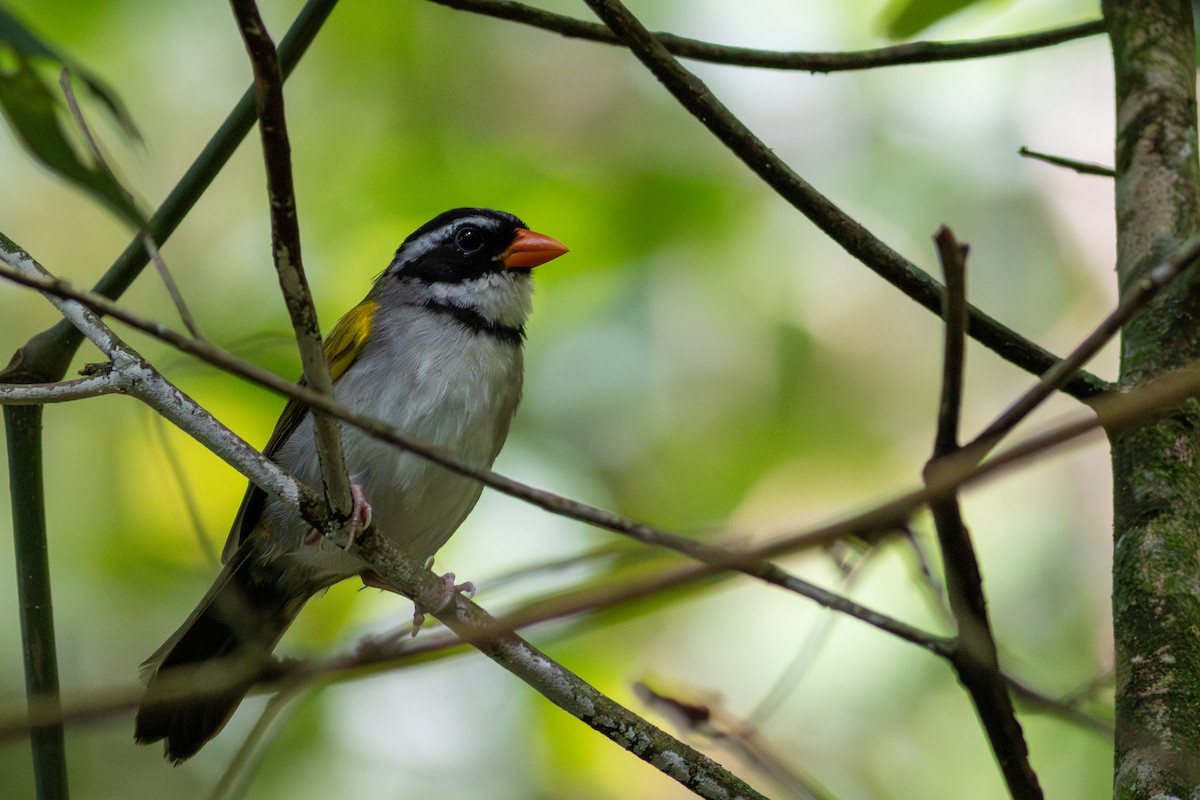 Orange-billed Sparrow - ML646603967