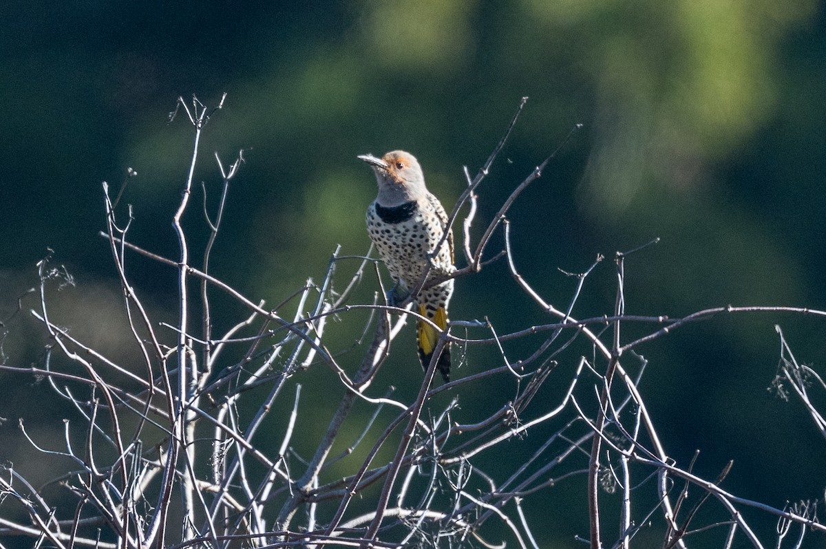 Carpintero Escapulario (Dorado x Rojizo) - ML646603968