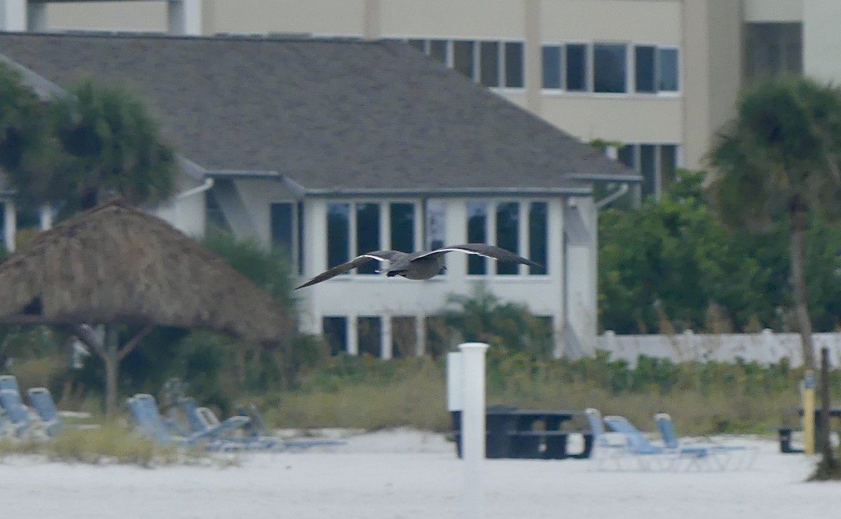 Мартин сірий - ML646603972